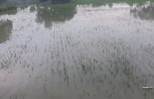 ফুলবাড়ীয়ায় স্লুইস গেইট আটকে মাছ শিকার, বৃষ্টির পানিতে তলিয়ে গেছে ৮০০ একর জমির ফসল