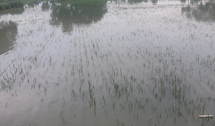 ফুলবাড়ীয়ায় স্লুইস গেইট আটকে মাছ শিকার, বৃষ্টির পানিতে তলিয়ে গেছে ৮০০ একর জমির ফসল