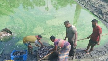 নান্দাইলে পুকুরে বিষ প্রয়োগে প্রায় ৩০ লাখ টাকার মাছ নিধন