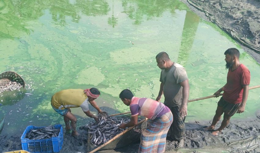 নান্দাইলে পুকুরে বিষ প্রয়োগে প্রায় ৩০ লাখ টাকার মাছ নিধন