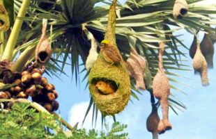 পরিবেশ বিপর্যয়ে বিলুপ্তির পথে বাবুই পাখি, হারিয়ে যাচ্ছে ঐতিহ্য