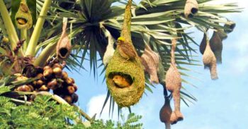 পরিবেশ বিপর্যয়ে বিলুপ্তির পথে বাবুই পাখি, হারিয়ে যাচ্ছে ঐতিহ্য