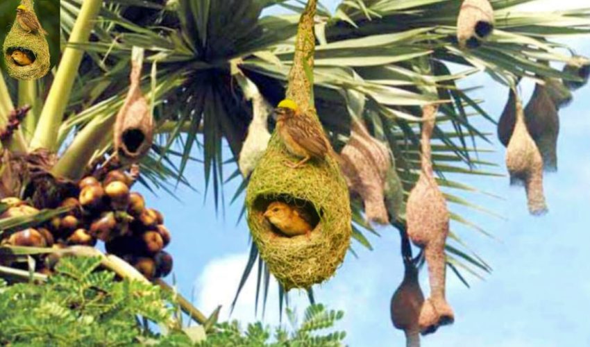 পরিবেশ বিপর্যয়ে বিলুপ্তির পথে বাবুই পাখি, হারিয়ে যাচ্ছে ঐতিহ্য
