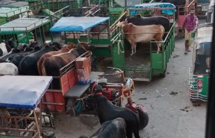 মহাসড়কে গরু বাজার জনজট আর যানজটে ভোগান্তি বাড়ছে দুর্ঘটনা