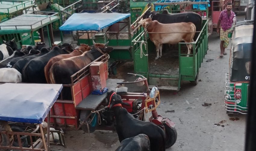 মহাসড়কে গরু বাজার জনজট আর যানজটে ভোগান্তি বাড়ছে দুর্ঘটনা