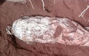 ত্রিশালে মৃত্যুর ৮ বছর পর কবর থেকে প্রবাসীর স্ত্রীর লাশ উত্তোলন