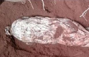 ত্রিশালে মৃত্যুর ৮ বছর পর কবর থেকে প্রবাসীর স্ত্রীর লাশ উত্তোলন