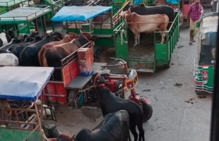 মহাসড়কের জায়গা দখল করে তিন গরুর বাজার, যানজট ভোগান্তি দুর্ঘটনা