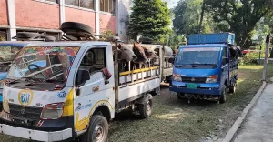 নেত্রকোনায় ৩২ ভারতীয় গরু জব্দ, আটক ১
