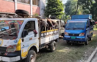 নেত্রকোনায় ৩২ ভারতীয় গরু জব্দ, আটক ১